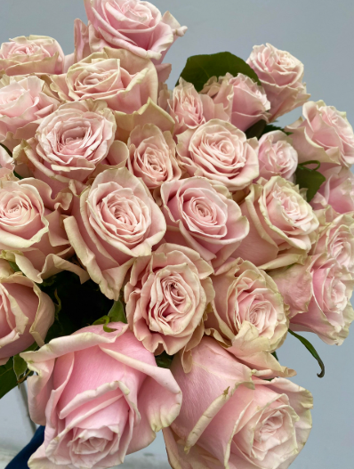 Ecuador flower farms in the Andes Mountains